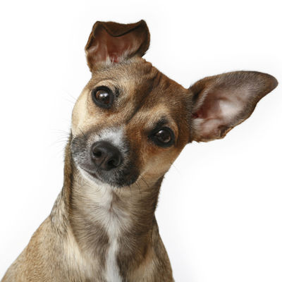 Dog spa, dog salon, dog styling, qualified, insured