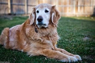 *Treating Arthritis In Senior Dogs*