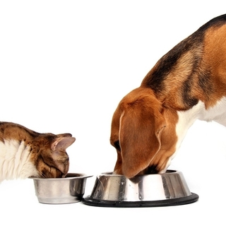 Are nutritional supplements necessary for my pet?