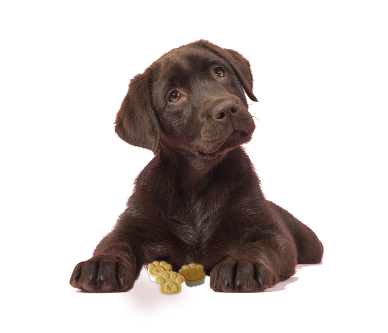 Natural Dog Treats UK, Homemade Dog Treats, Coconut Oil