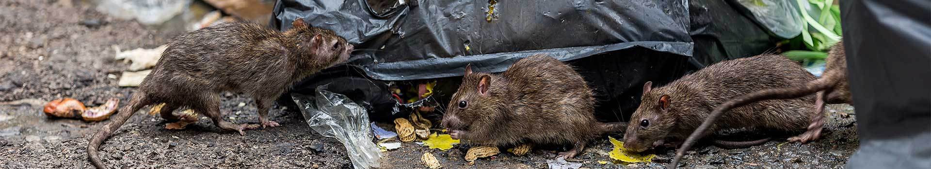 Pest Control Norfolk, Exterminators Norfolk, Pest Control Cambridge