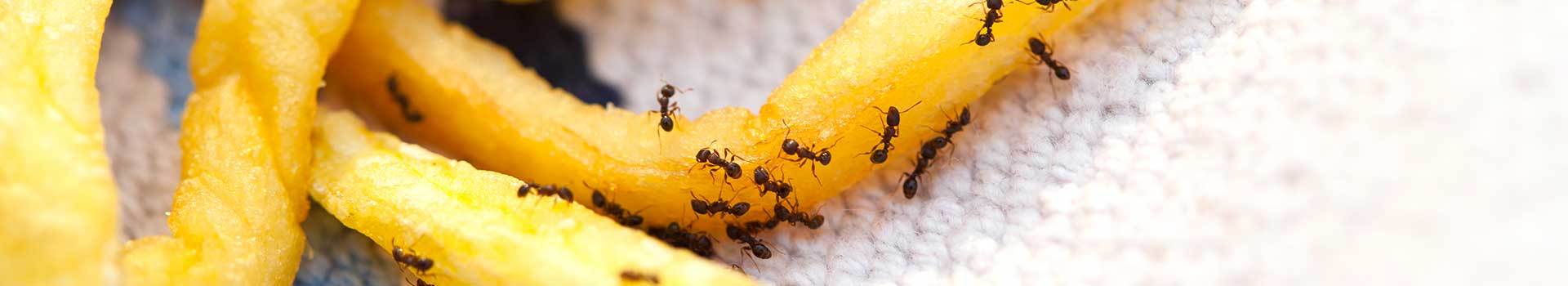 Pest Control Norfolk, Exterminators Norfolk, Pest Control Cambridge