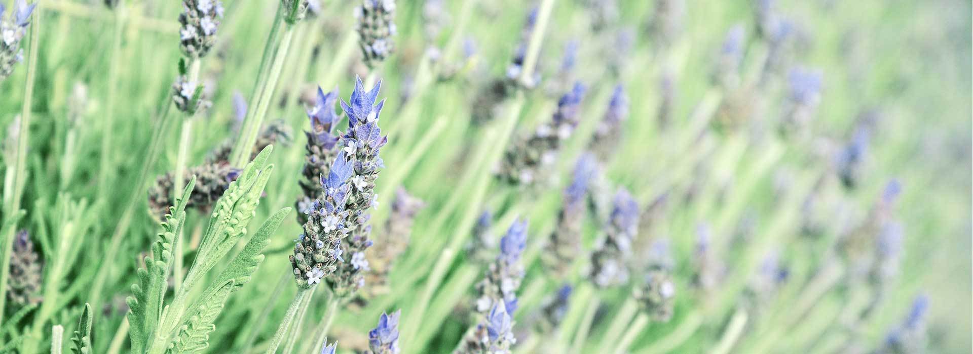 Holistic Treatments-Therapies Essex, Complementary Therapies Essex, Alternative Medicine and Treatments Essex