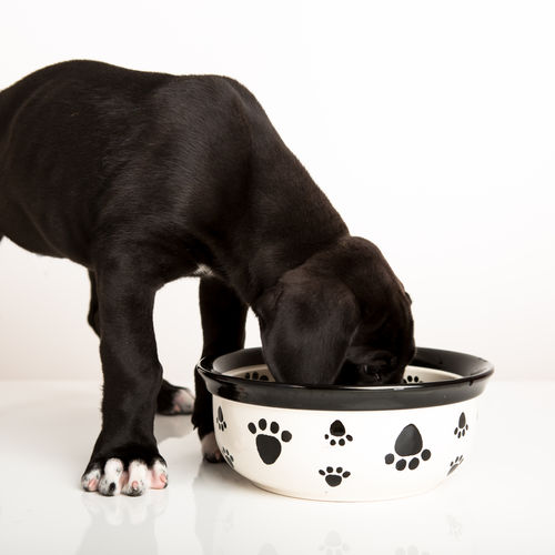 Dog Paw Food Bowl