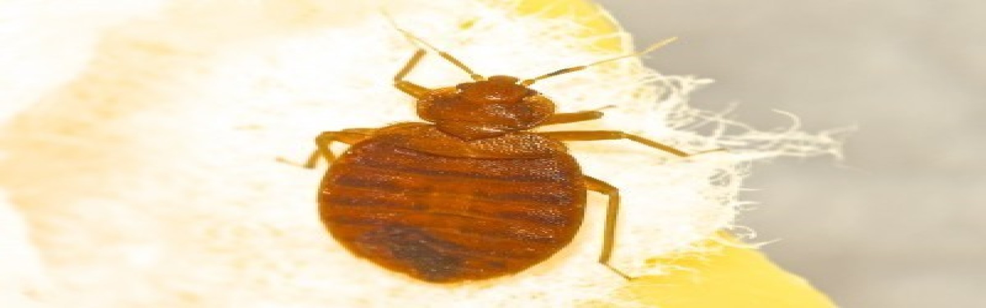 Pest Control Norfolk, Exterminators Norfolk, Pest Control Cambridge