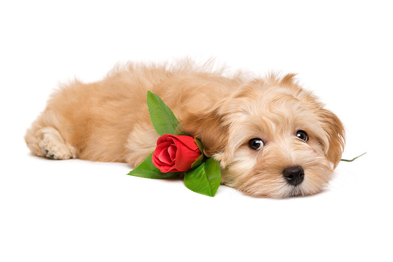 Boutique Hotels Lake District