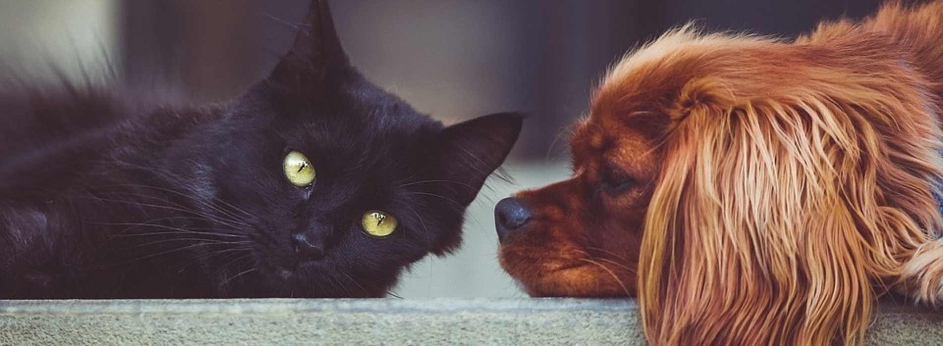 HMC PetCare, Cattery Wrexham, Home Boarding Wrexham