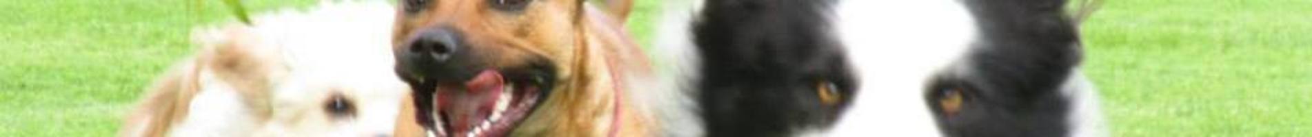 HMC PetCare, Cattery Wrexham, Home Boarding Wrexham