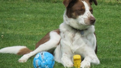 HMC PetCare, Cattery Wrexham, Home Boarding Wrexham