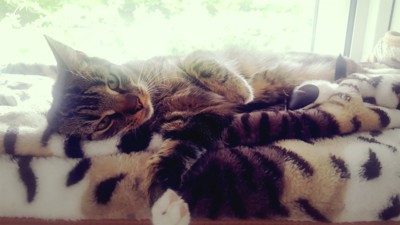 HMC PetCare, Cattery Wrexham, Home Boarding Wrexham