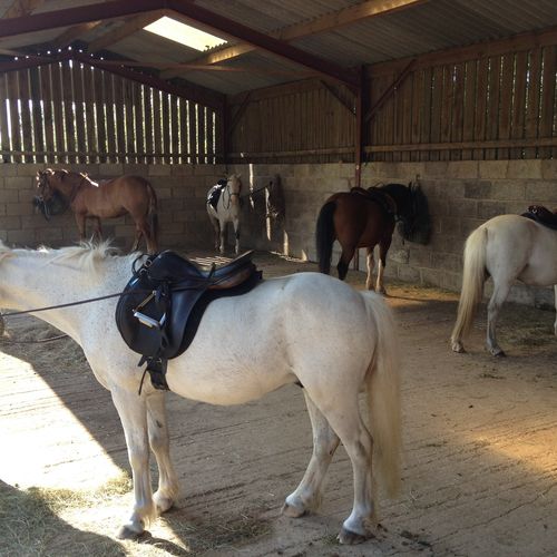 2 bedroom Scandanavian chalet