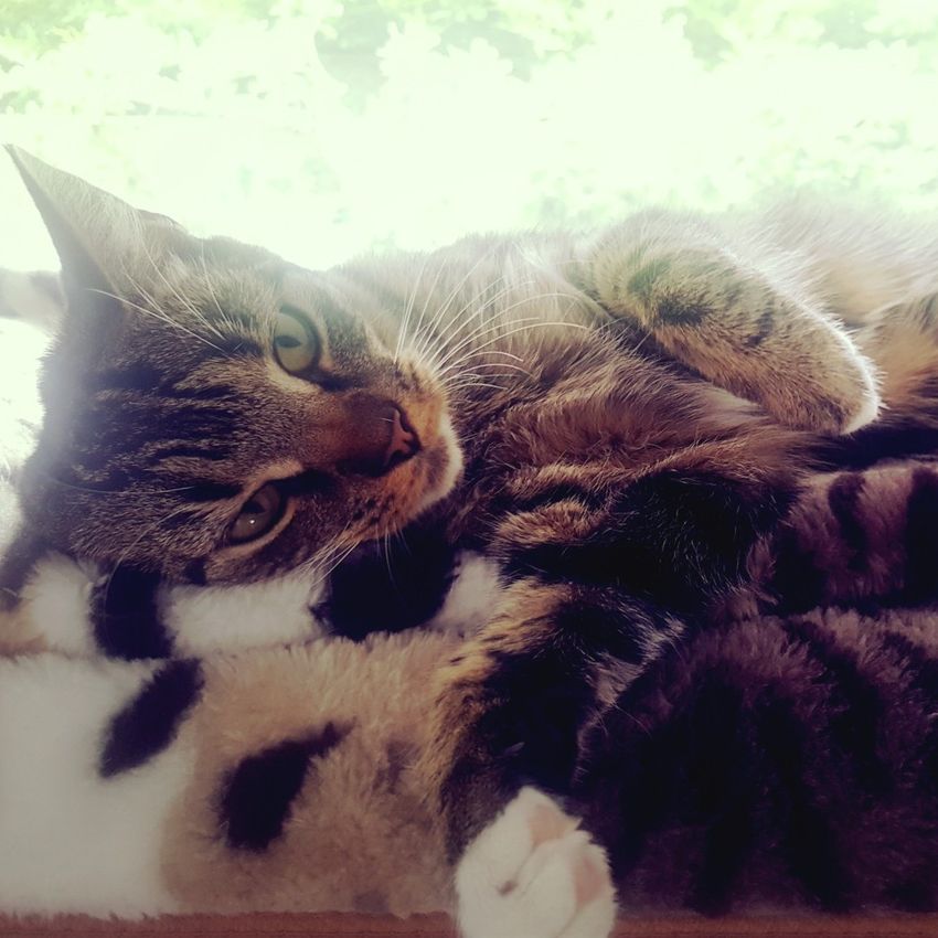 HMC PetCare, Cattery Wrexham, Home Boarding Wrexham