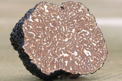 Fresh Truffles UK, Tuber Aestivum Tuber Melanosporum Tuber Uncinatum, Welsh Truffles