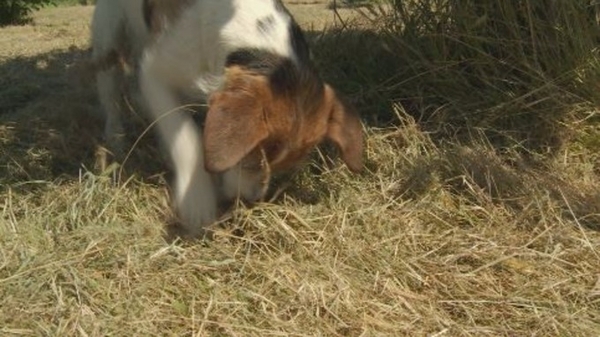 First summer / Burgundy truffle ever cultivated in wales
