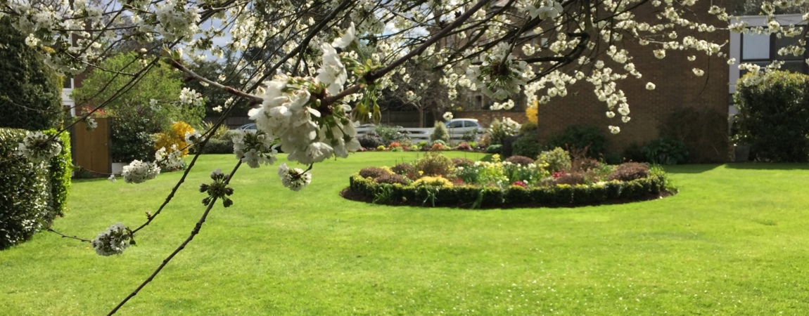 Garden Maintenance Wimbledon, Tree Surgeon Richmond, Gardener Teddington