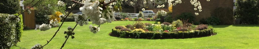 Garden Maintenance Wimbledon, Tree Surgeon Richmond, Gardener Teddington