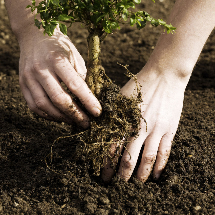 Garden Maintenance Wimbledon, Tree Surgeon Richmond, Gardener Teddington