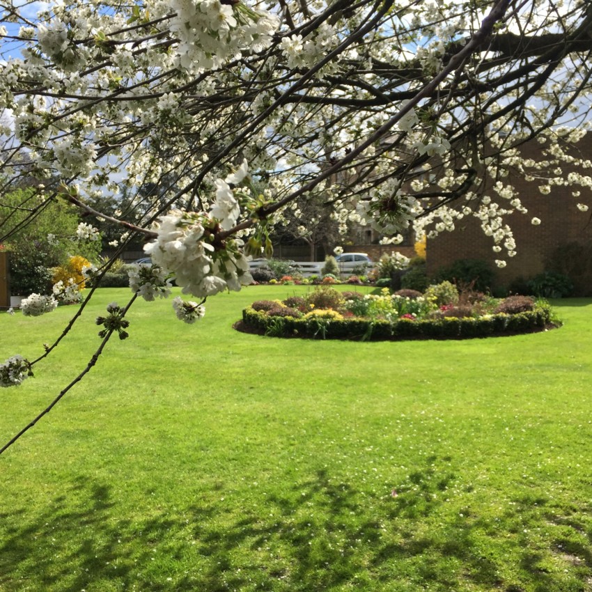 Garden Maintenance Wimbledon, Tree Surgeon Richmond, Gardener Teddington