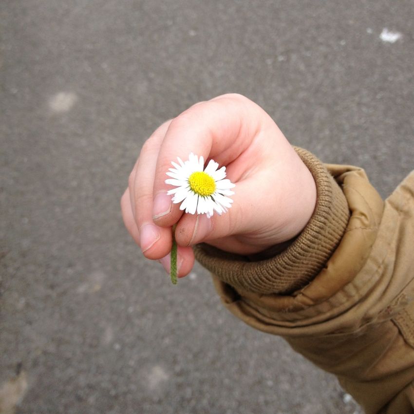 Garden Maintenance Wimbledon, Tree Surgeon Richmond, Gardener Teddington