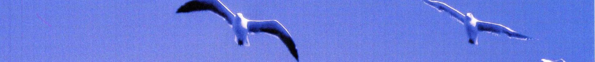 Anne Seagull Songs for Everyone, Alltime Universal Songs, Timeless Artistic Songbook