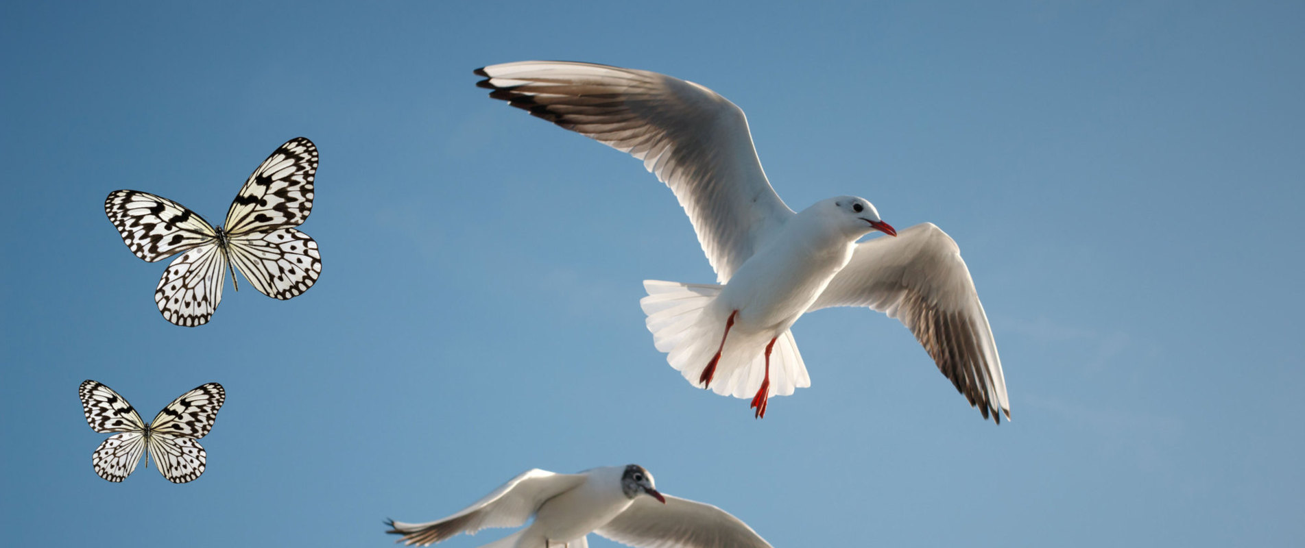 Anne Seagull Songs for Everyone, Alltime Universal Songs, Timeless Artistic Songbook