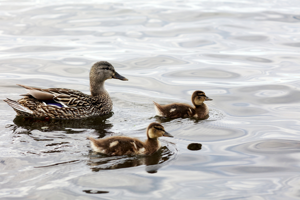 Thoughts from an Independence Facilitator