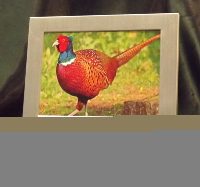 Picture/ Photo Frames