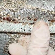 Bedbugs