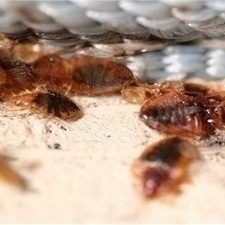 Bedbugs