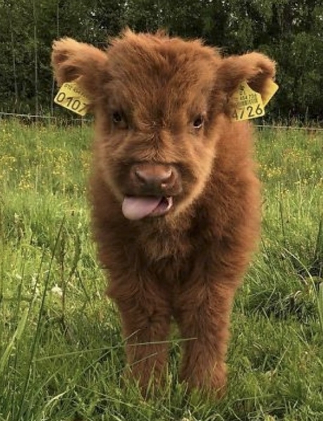 SSBSS ( Beef Calf Scheme)