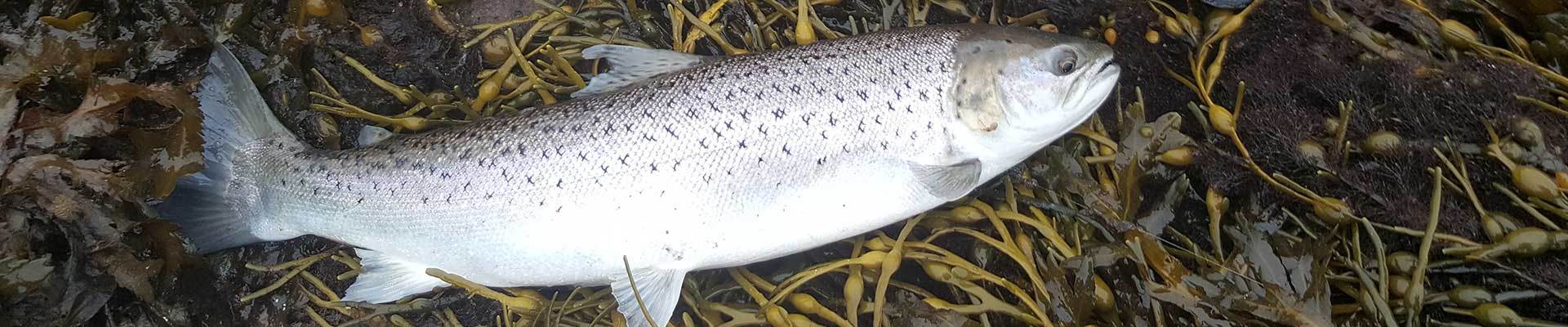 Hotel Lochmaddy, Hotel North Uist, Fishing North Uist