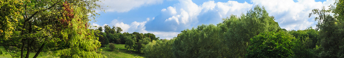 North Wales Tree Survey, North Wales Tree Inspection Training , Tree Inspection North Wales