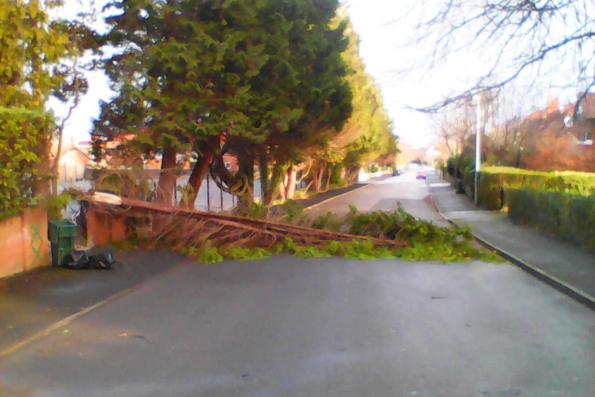 North Wales Tree Survey, North Wales Tree Inspection Training , Tree Inspection North Wales