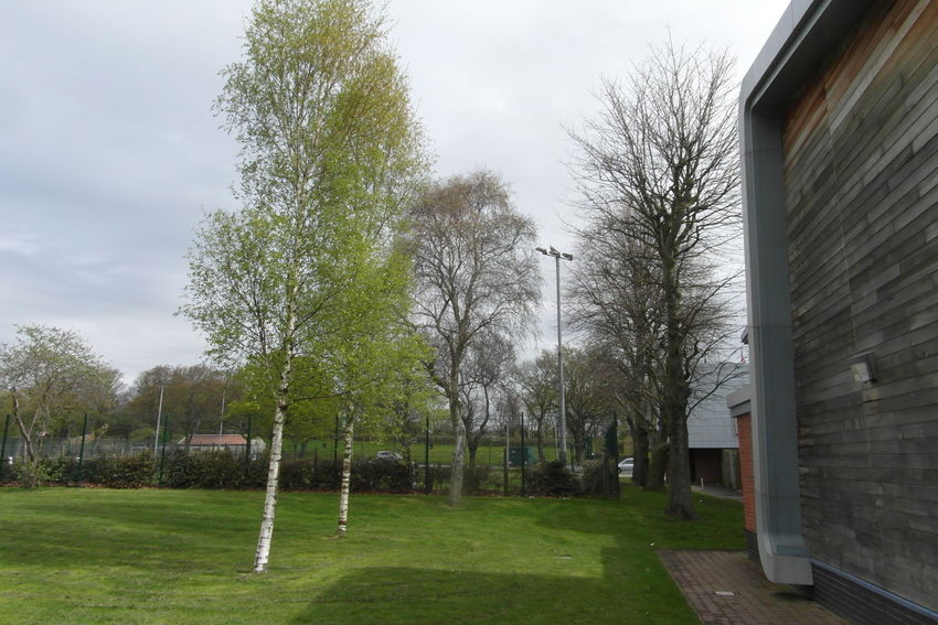 North Wales Tree Survey, North Wales Tree Inspection Training , Tree Inspection North Wales