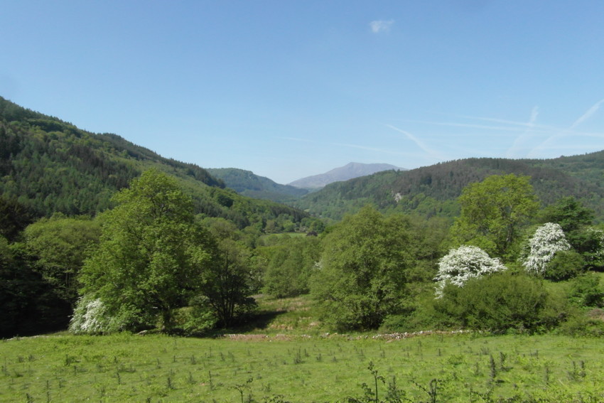 North Wales Tree Survey, North Wales Tree Inspection Training , Tree Inspection North Wales