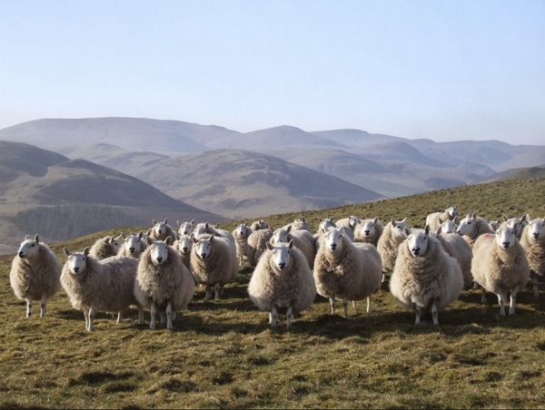 SUSSS - Ewe Hogg Scheme