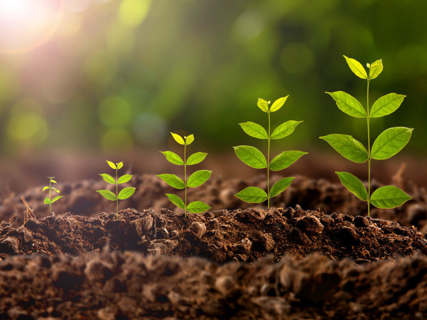 Registered Nutritional Therapist Surrey, SCIO Biofeedback, Greater London Nutrition