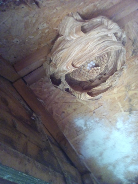 Hornets and how dangerous they are!