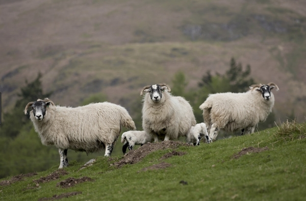 SUSSS ( Ewe Hogg Scheme)