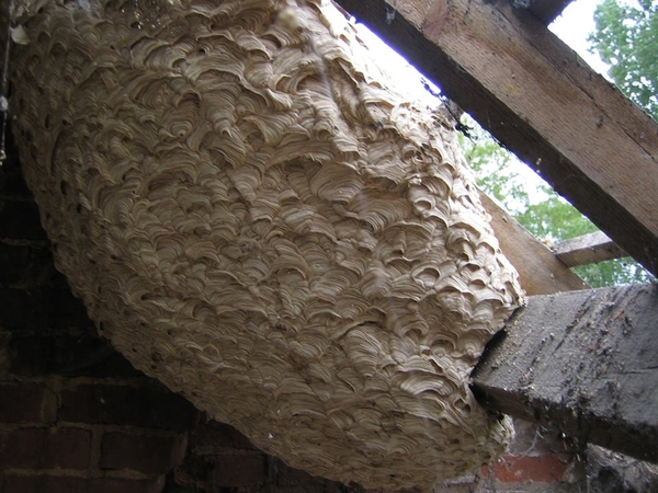 Wasp Nests are big this year