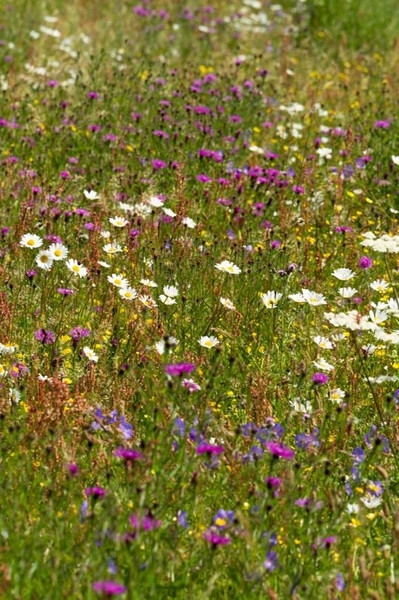 Agri-Env Scheme 2019