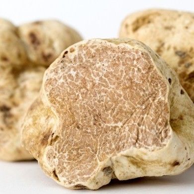 White Truffle (tuber magnatum pico)
