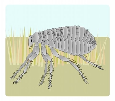 Flea Control