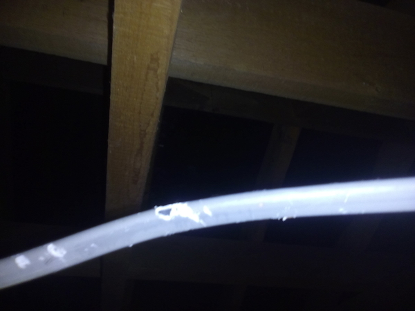 Rodent infestations in roof voids