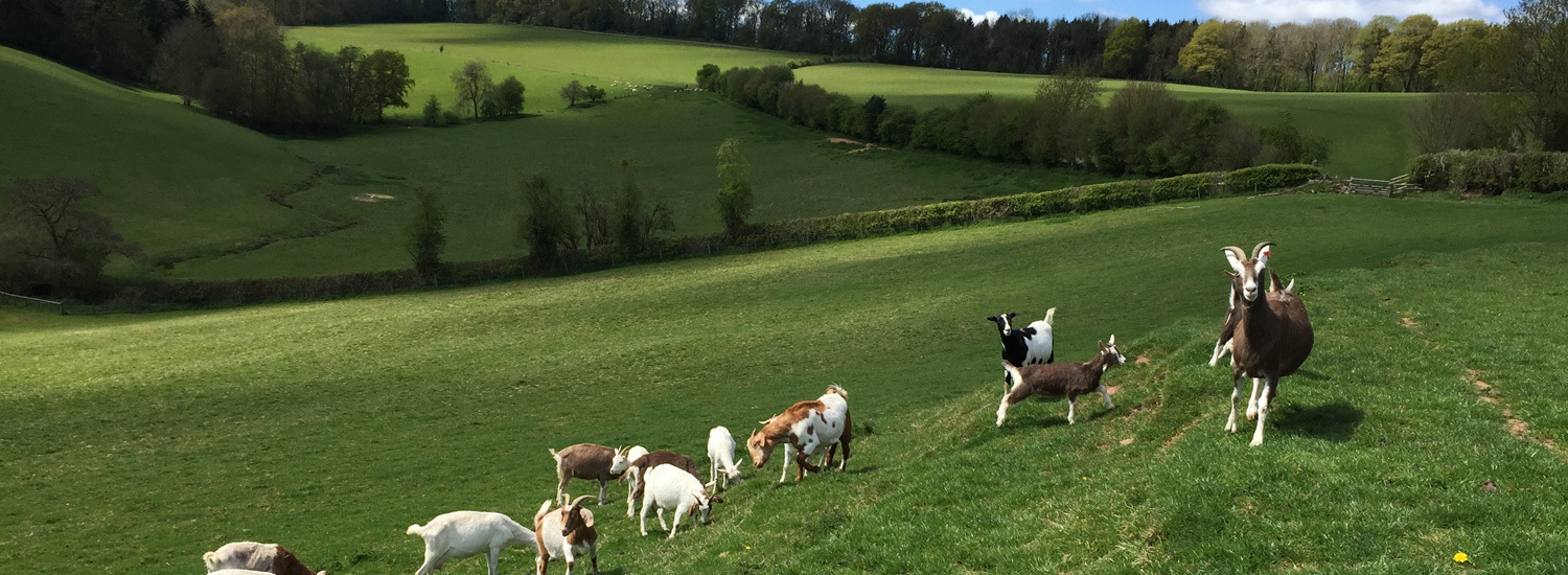 Hereford Meat Box, Hereford Lamb Box, Lamb Box