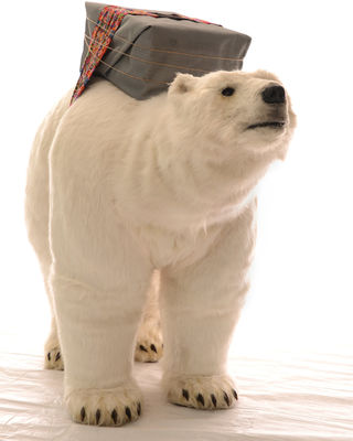 Polar Bear