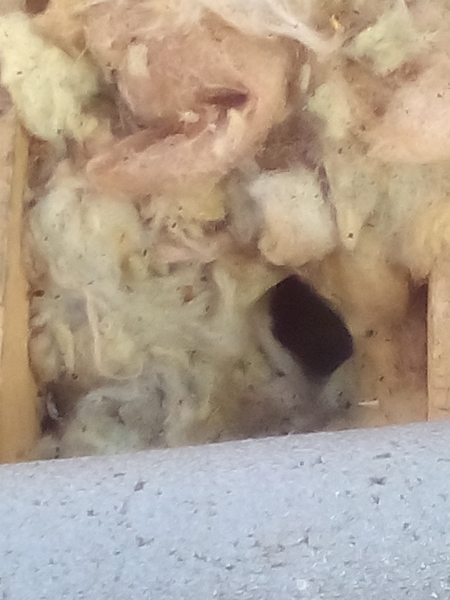 Whats living in your roof?