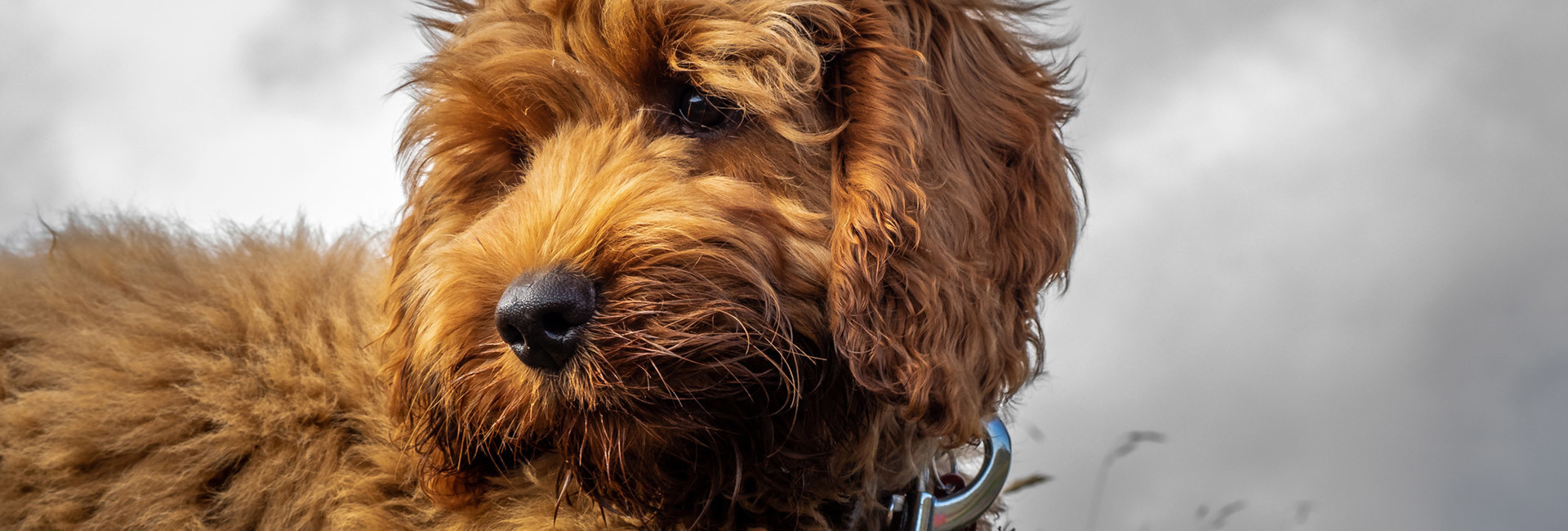 Puppy Training Caerleon Langstone