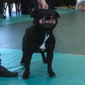 Northern Counties Sporting Terrier Association - 14th Oct 2018 - Clare Robinson-Cox