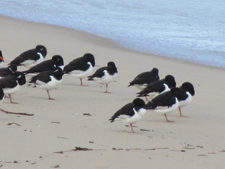 Reflections on Ensay